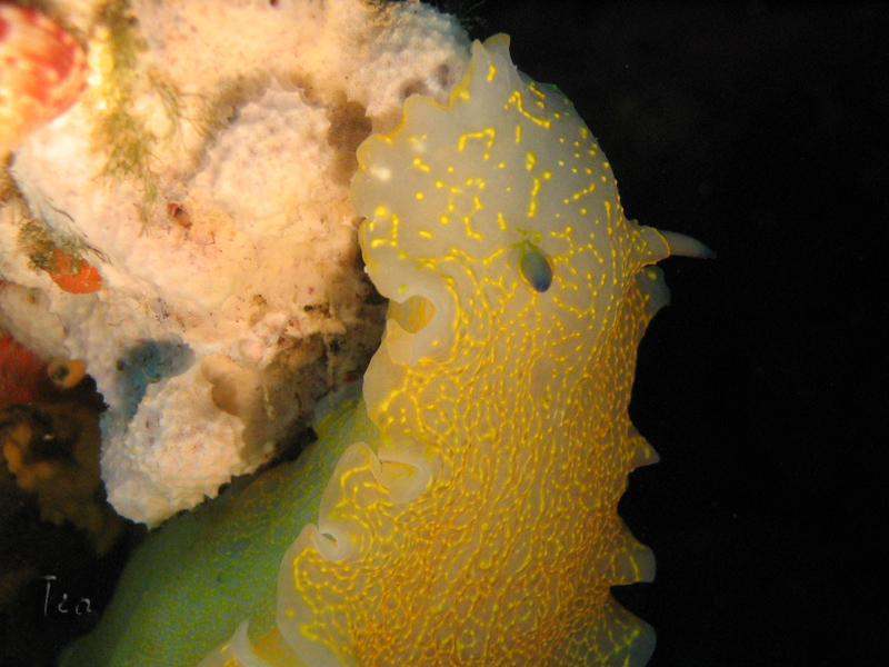 Fonds d'cran Animaux Vie marine - Poissons Hypselodoris elegans