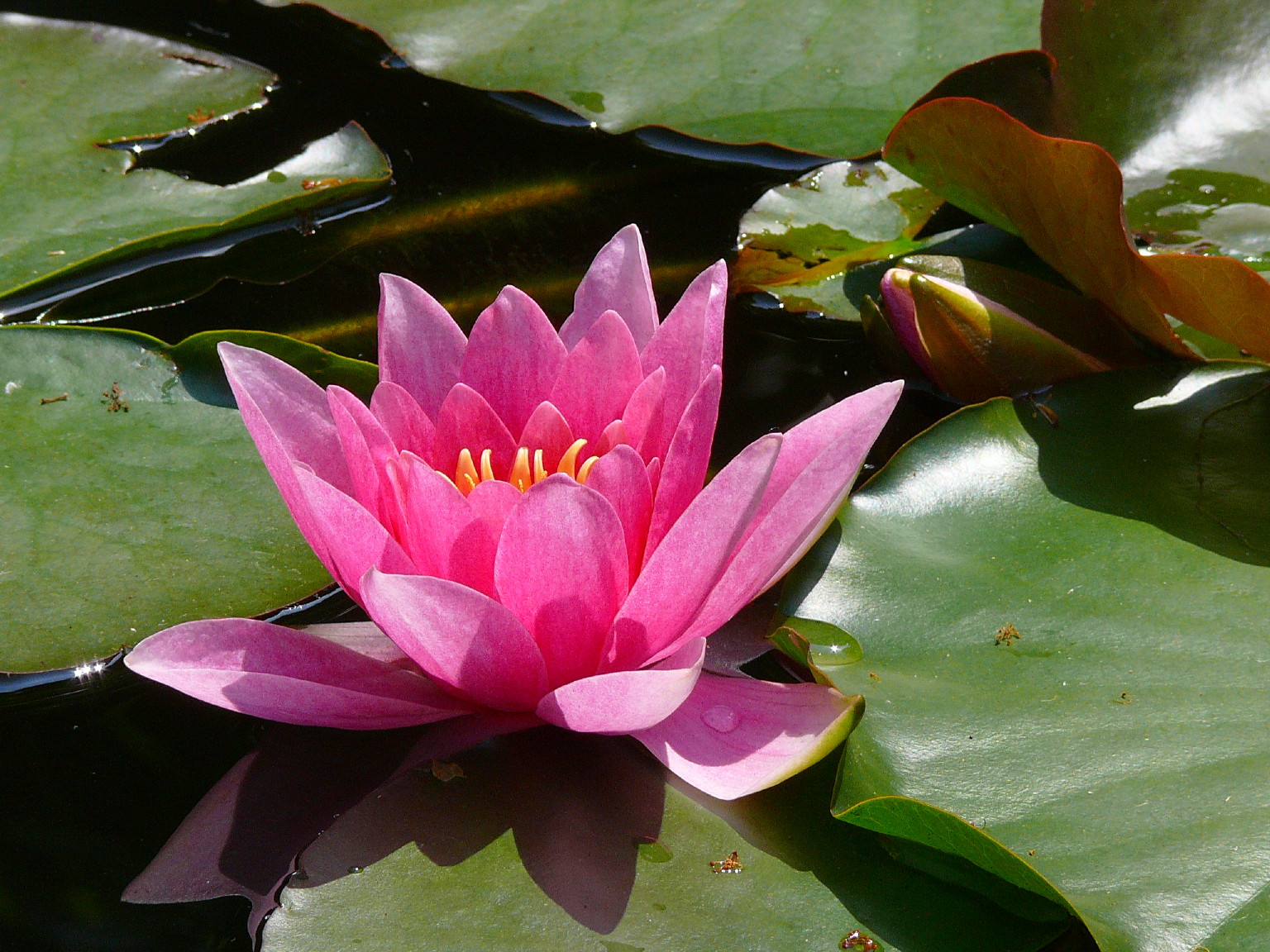 Fonds d'cran Nature Fleurs NENUPHAR