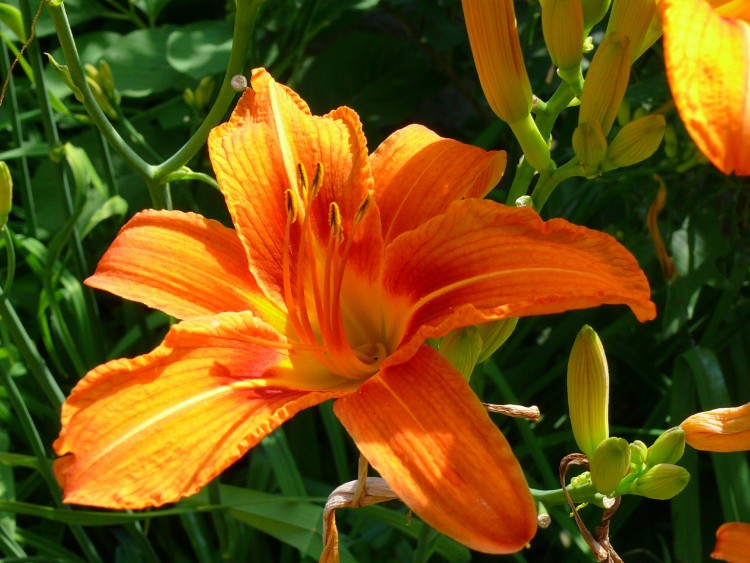 Fonds d'cran Nature Fleurs AMARYLLIS