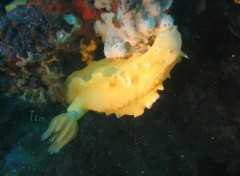 Fonds d'cran Animaux Hypselodoris elegans