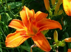 Fonds d'cran Nature AMARYLLIS