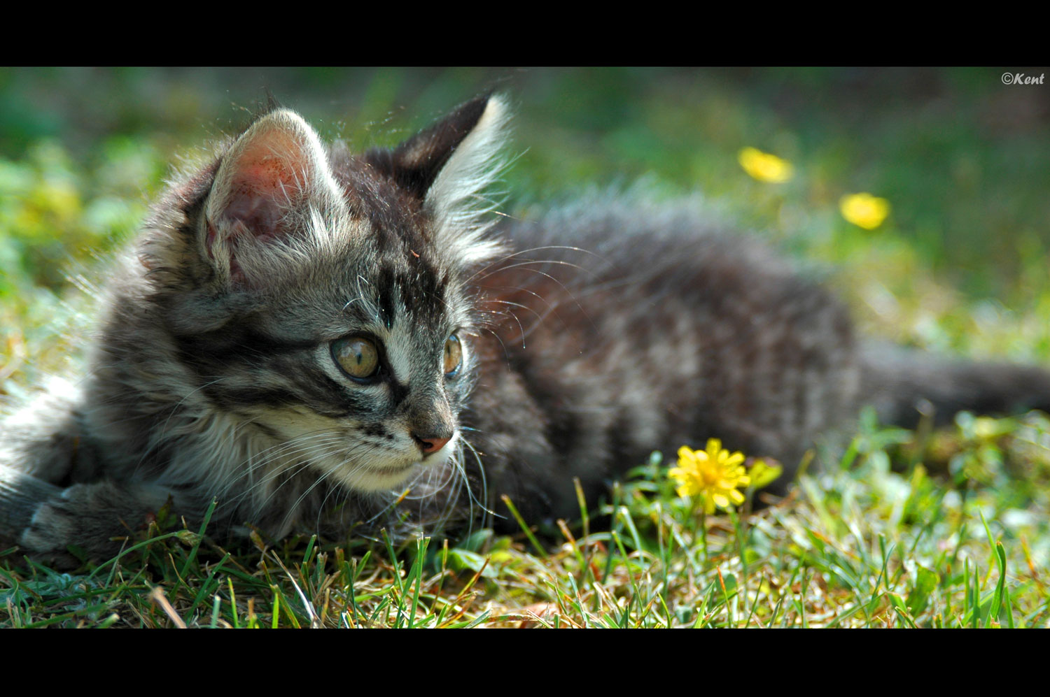 Fonds d'cran Animaux Chats - Chatons Le retour du bb chat