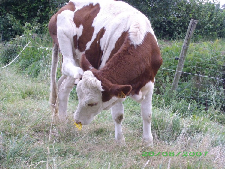 Fonds d'cran Animaux Vaches - Taureaux - Boeufs gratouille