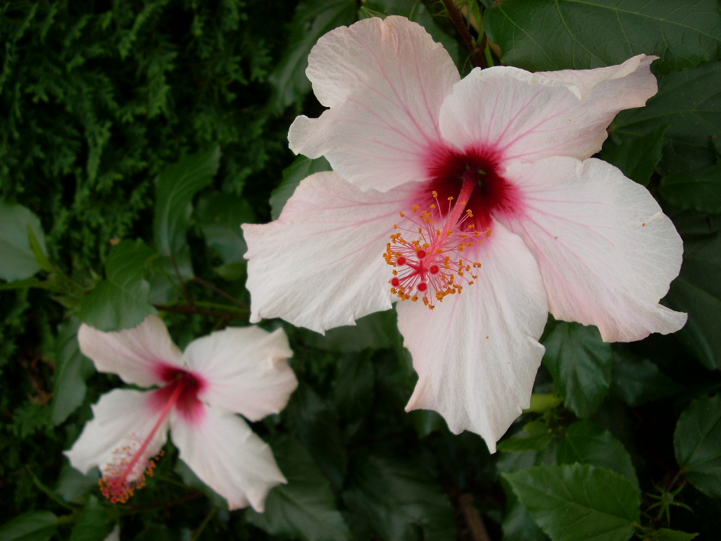 Fonds d'cran Nature Fleurs Hibiscus