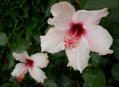 Fonds d'cran Nature Hibiscus