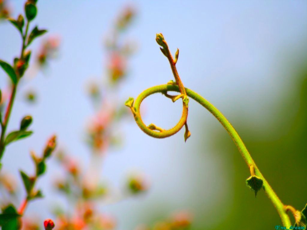 Fonds d'cran Nature Plantes - Arbustes 