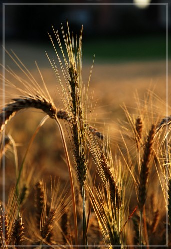 Fonds d'cran Nature Plantes - Arbustes rayon du soir