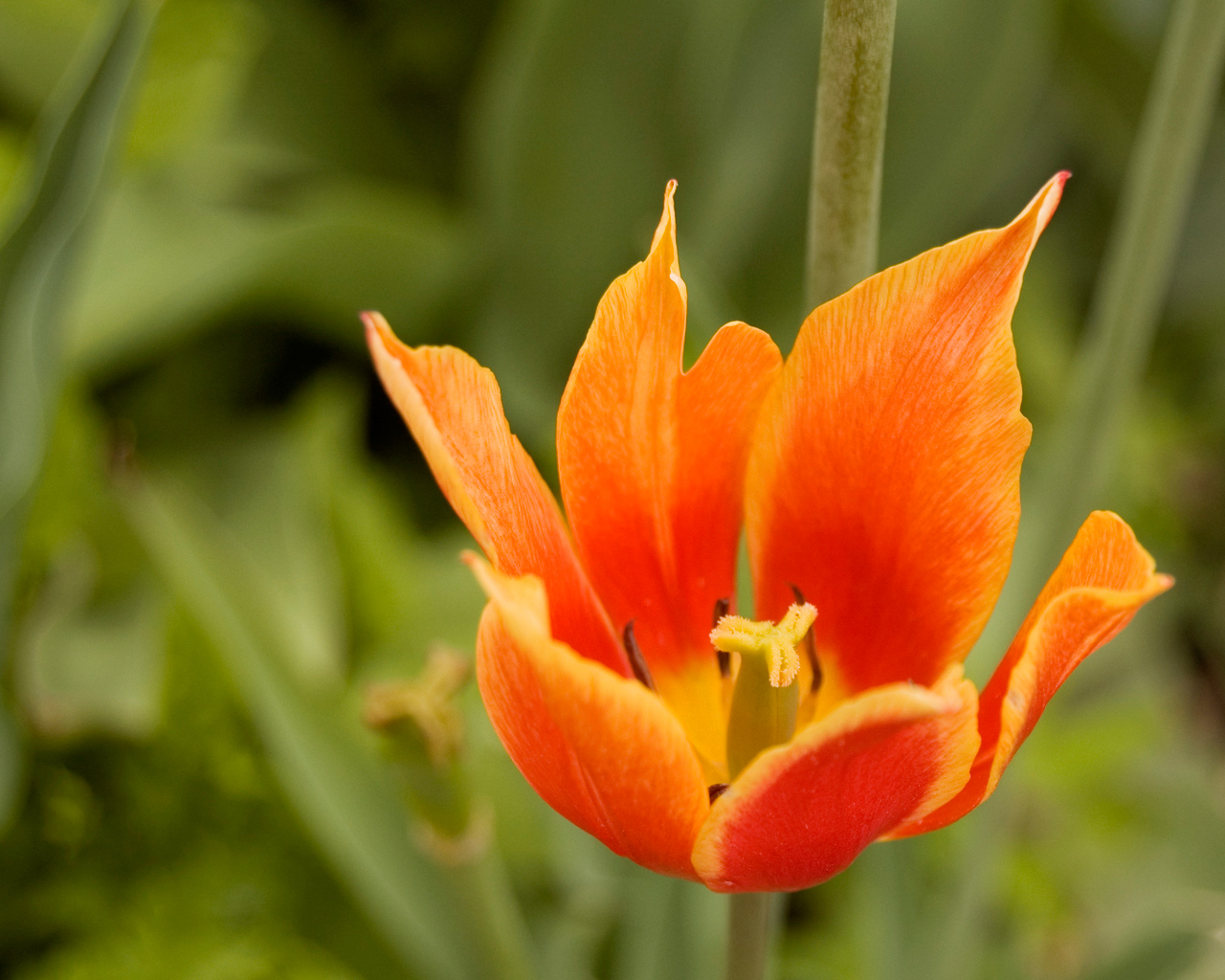 Wallpapers Nature Flowers flame flower