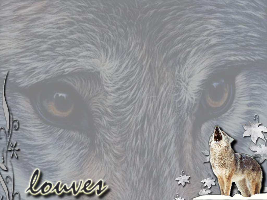 Fonds d'cran Animaux Loups Louves