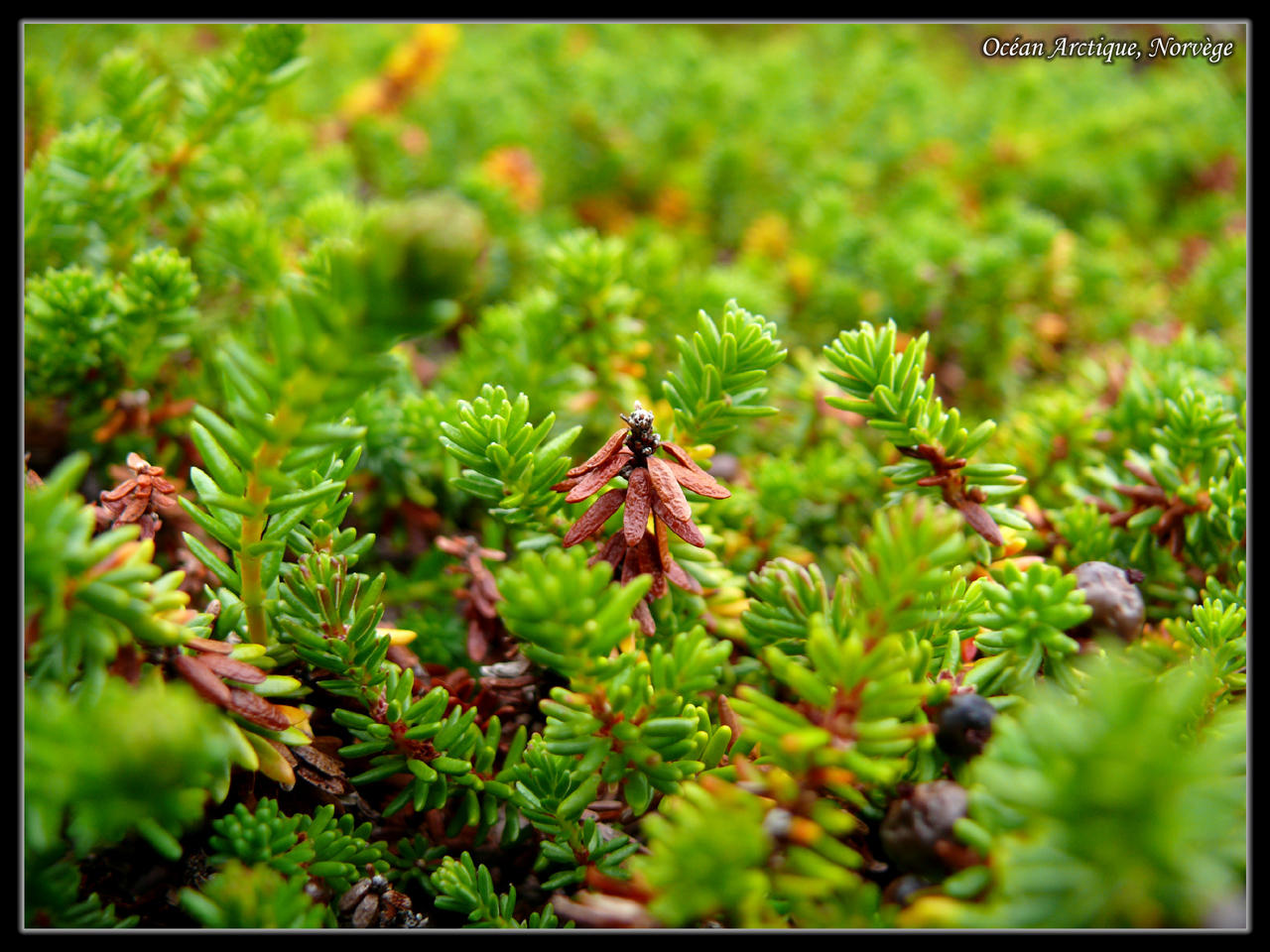 Wallpapers Nature Moss - Lichens Au bord de l'ocan Arctique