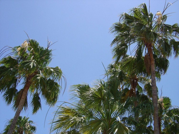 Fonds d'cran Nature Arbres - Forts Palmiers et ciel bleu... vacances!