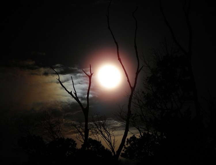 Fonds d'cran Nature Ciel - Nuages La nuit du loup