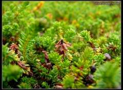 Wallpapers Nature Au bord de l'ocan Arctique