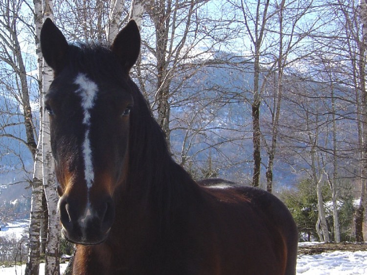 Wallpapers Animals Horses le noir sur blanc