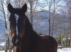 Fonds d'cran Animaux le noir sur blanc