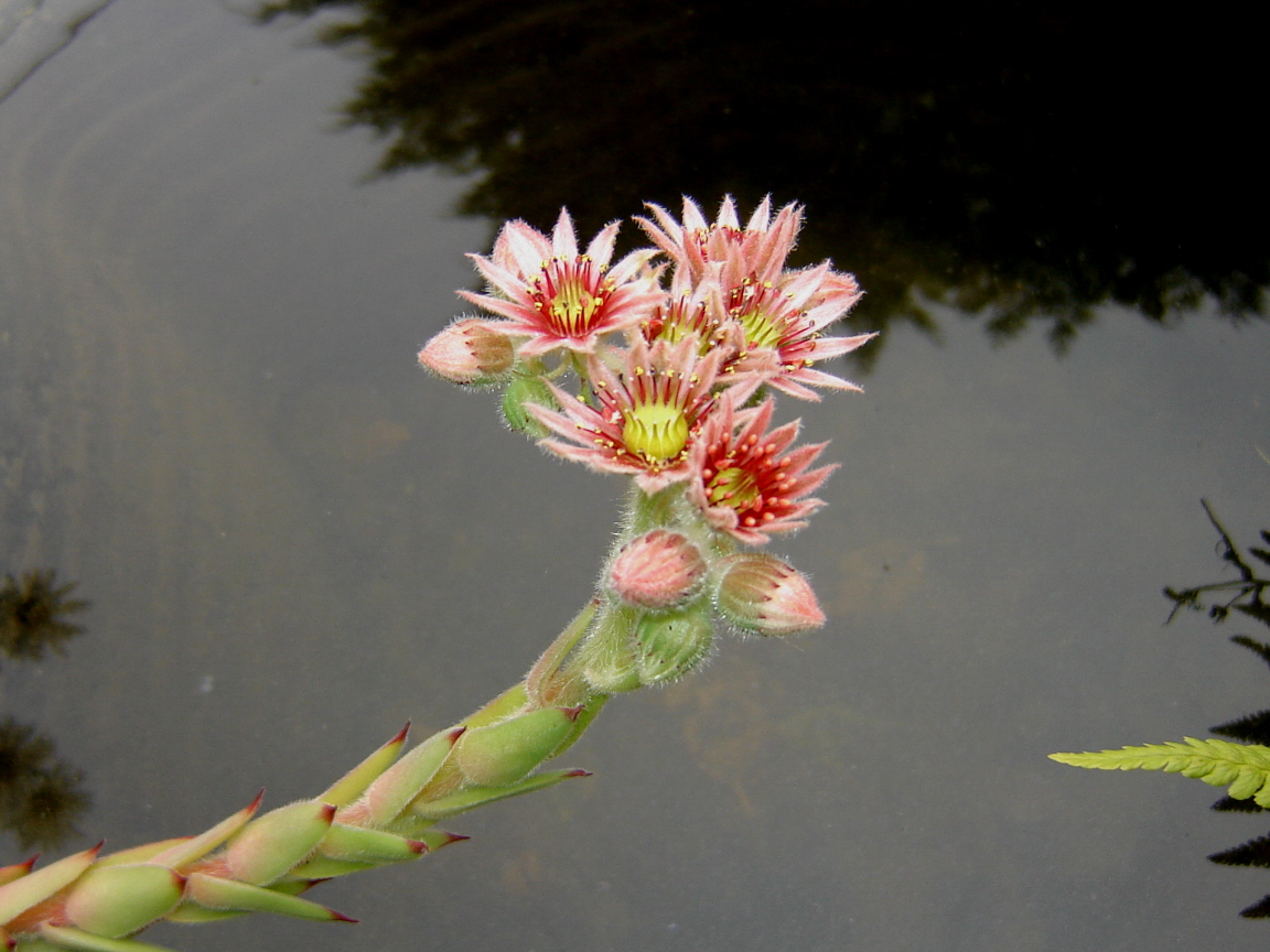 Wallpapers Nature Flowers Joubarbes