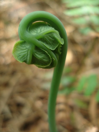 Fonds d'cran Nature Plantes - Arbustes BOURGEON DE FOUGERE