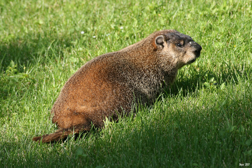 Wallpapers Animals Marmot Qubecquois de souche 02