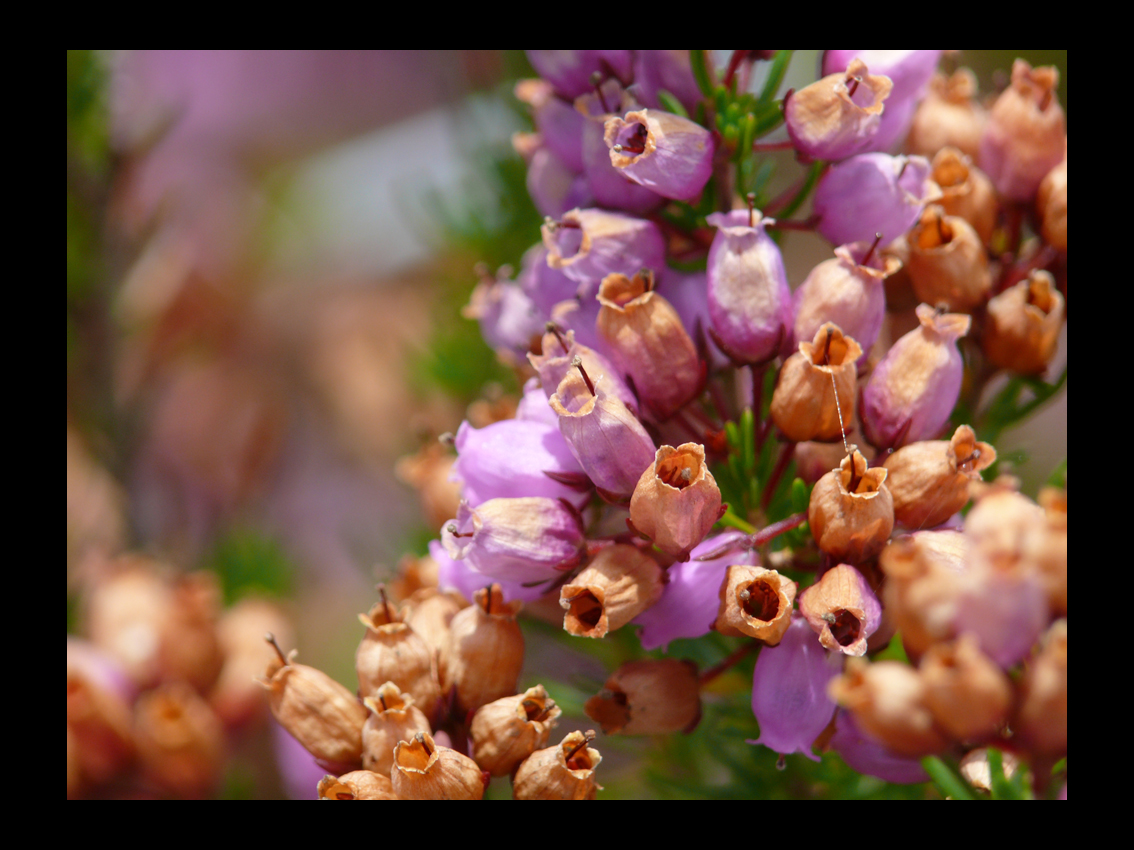 Fonds d'cran Nature Fleurs Bruyre