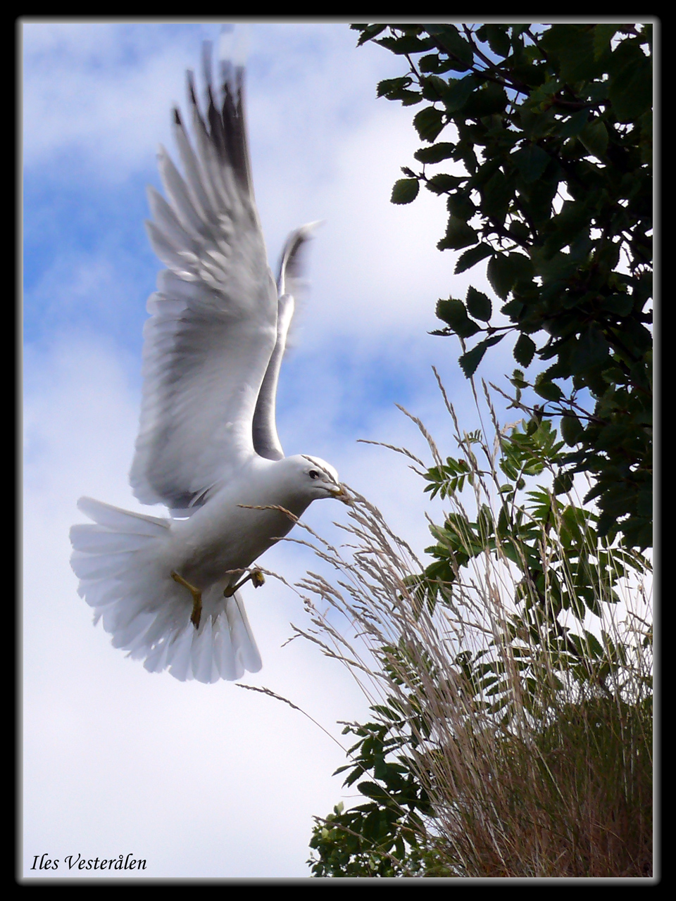 Wallpapers Animals Birds - Gulls Retour au nid