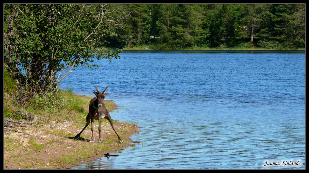 Wallpapers Animals Cervids La gymnastique du renne