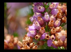 Fonds d'cran Nature Bruyre