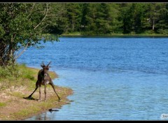 Wallpapers Animals La gymnastique du renne