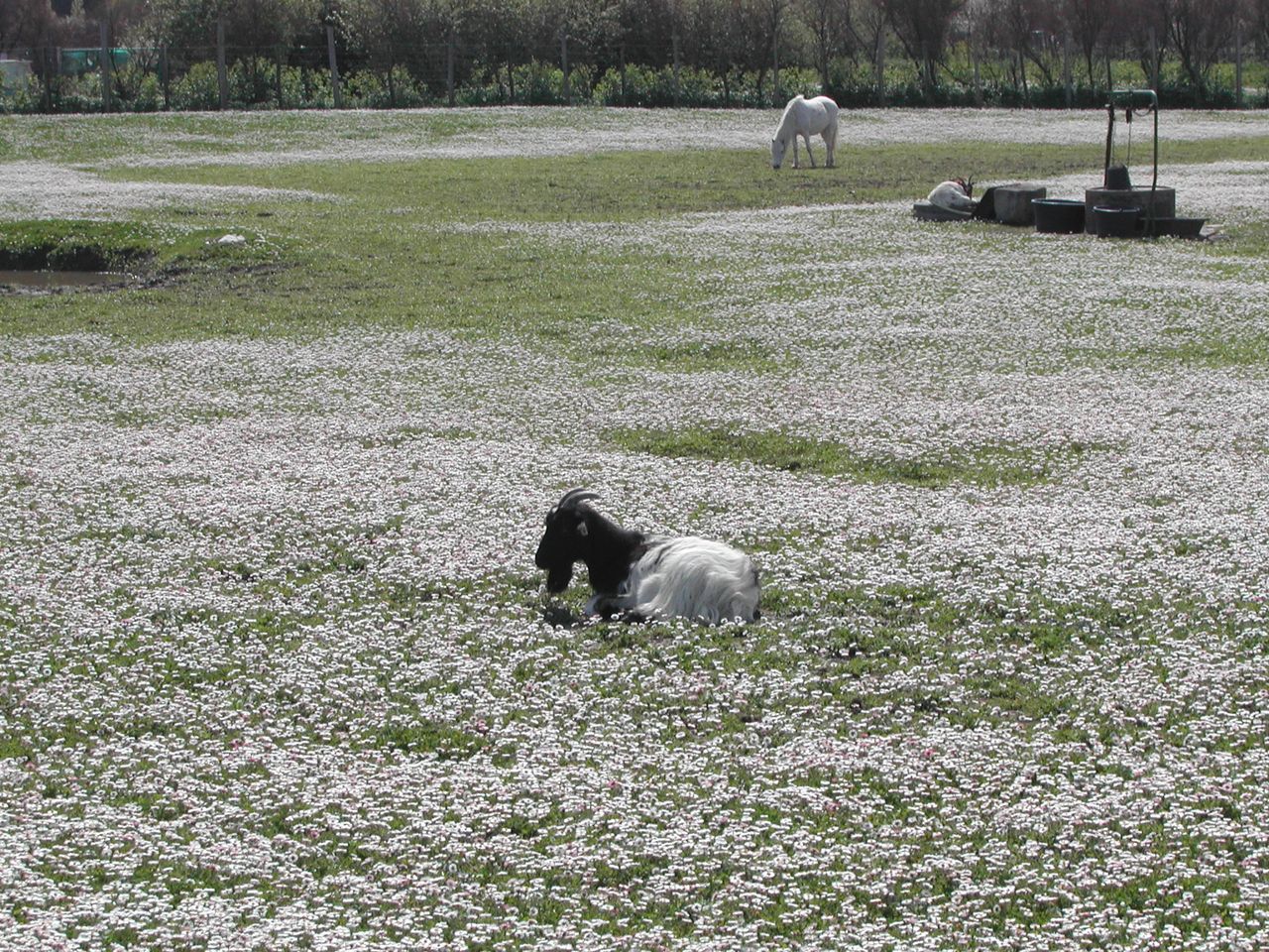 Fonds d'cran Animaux Chvres Paisible prairie