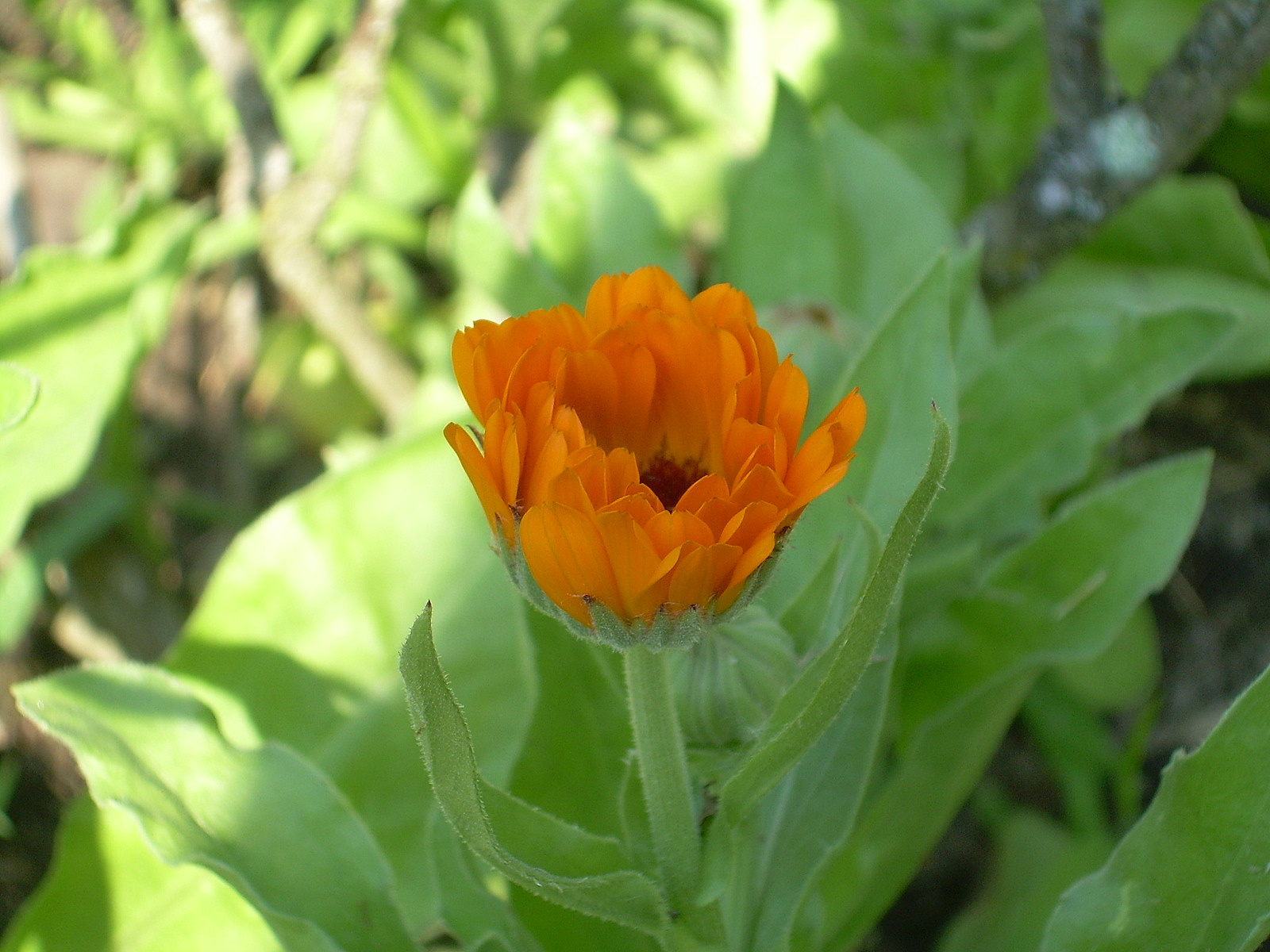 Fonds d'cran Nature Fleurs 