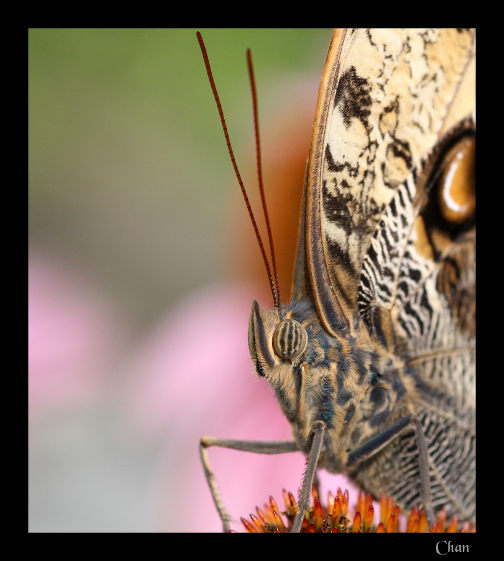 Fonds d'cran Animaux Insectes - Papillons 