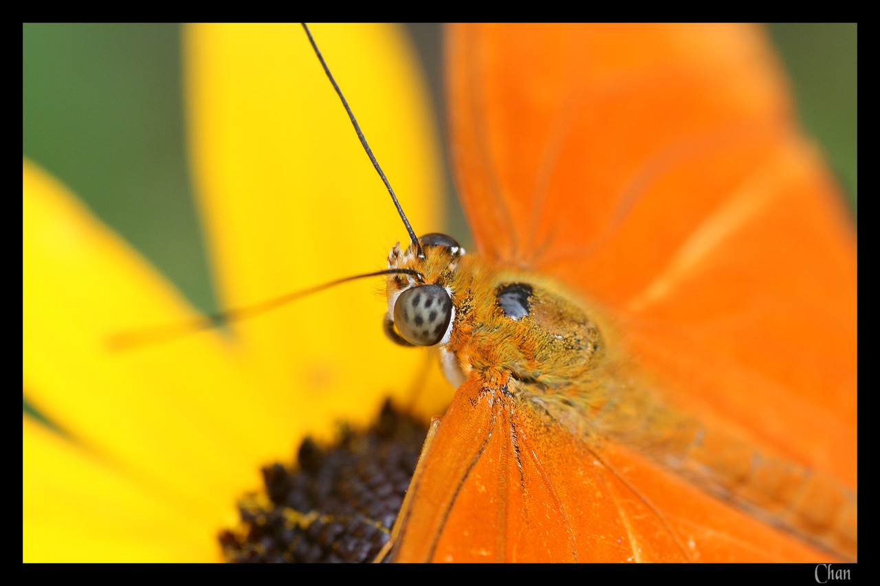 Wallpapers Animals Insects - Butterflies 