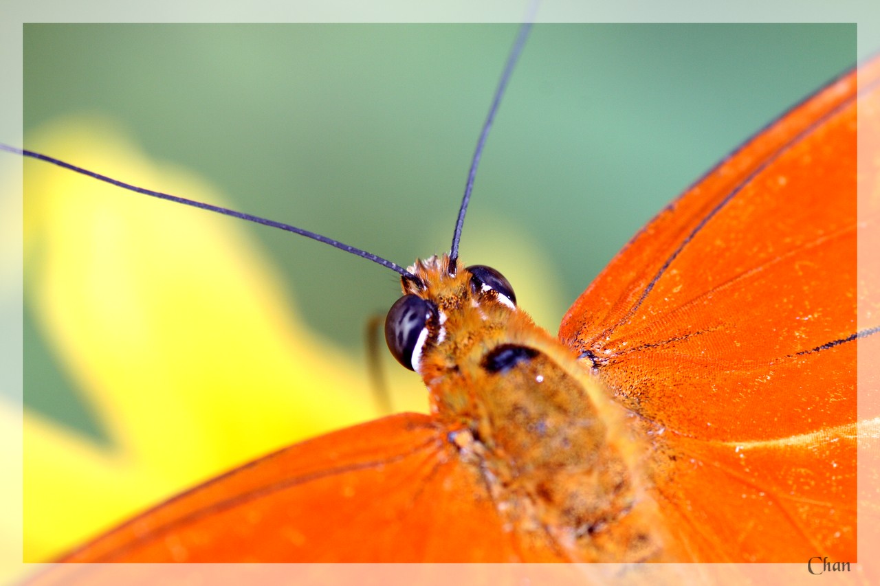 Fonds d'cran Animaux Insectes - Papillons 