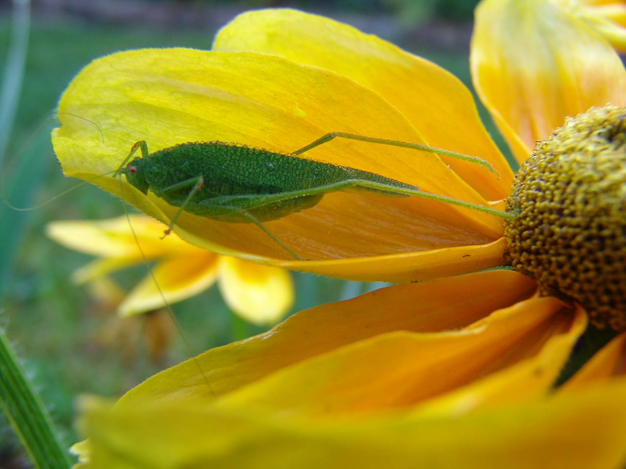 Fonds d'cran Nature Fleurs 