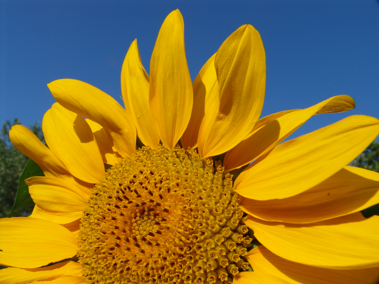 Fonds d'cran Nature Fleurs 