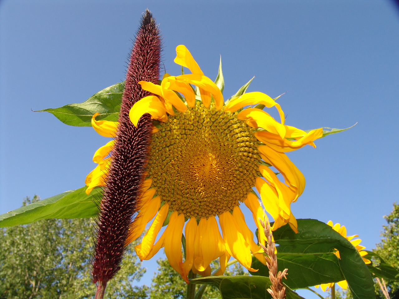 Fonds d'cran Nature Fleurs 