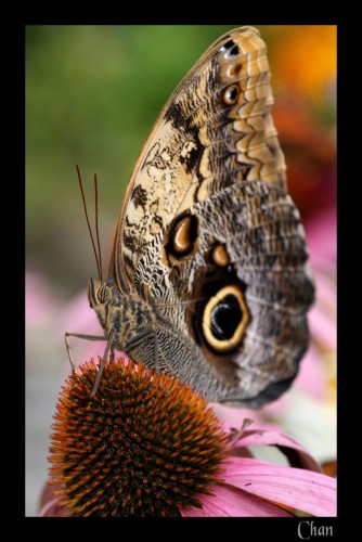 Fonds d'cran Animaux Insectes - Papillons Wallpaper N177227