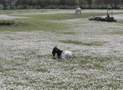 Fonds d'cran Animaux Paisible prairie