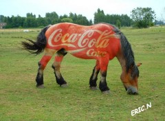 Wallpapers Animals Cheval coke