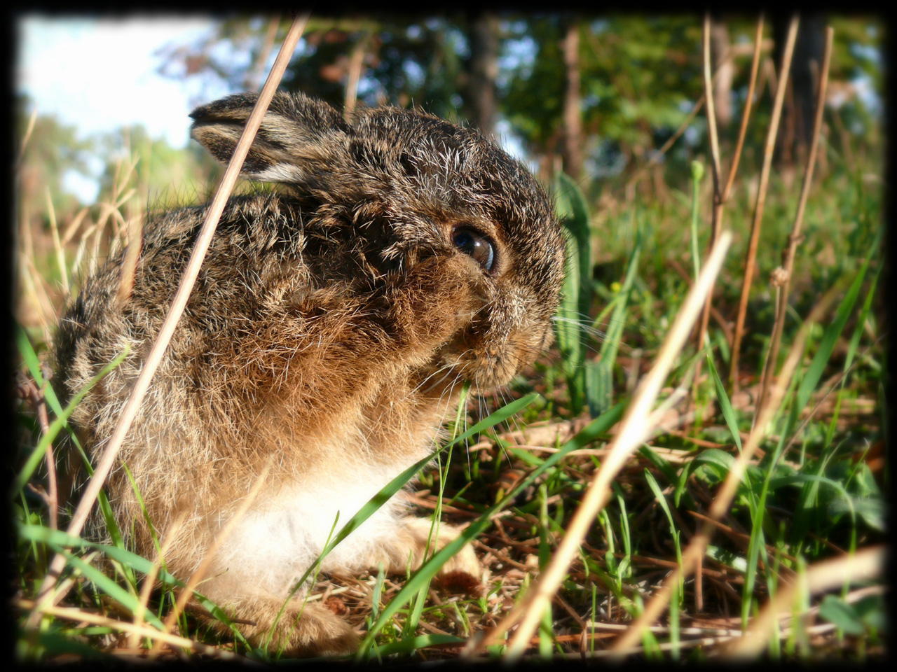 Wallpapers Animals Rabbits Bb livre en pleine toilette