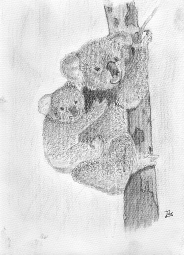 Fonds d'cran Art - Crayon Animaux - Koala Koalas