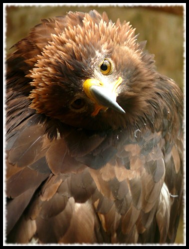 Wallpapers Animals Birds - Raptors Rapace malicieux