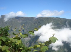 Fonds d'cran Nature PITON FOUGERE