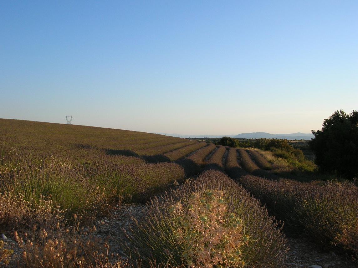 Fonds d'cran Nature Champs - Prairies Lavande