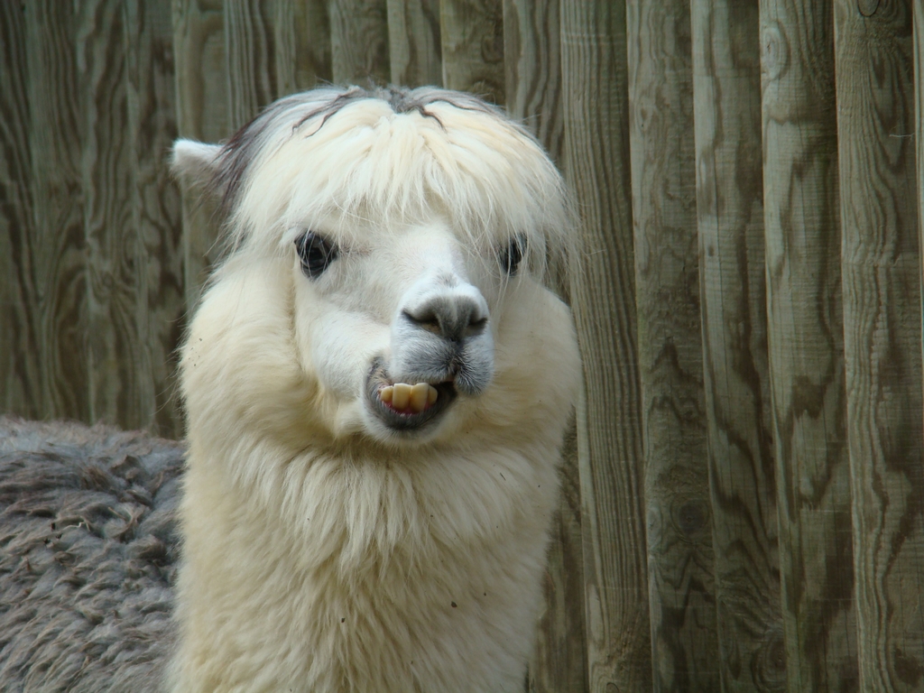 Fonds d'cran Animaux Lamas - Alpagas 