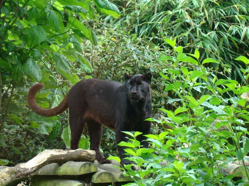 Wallpapers Animals Felines - Black panthers 