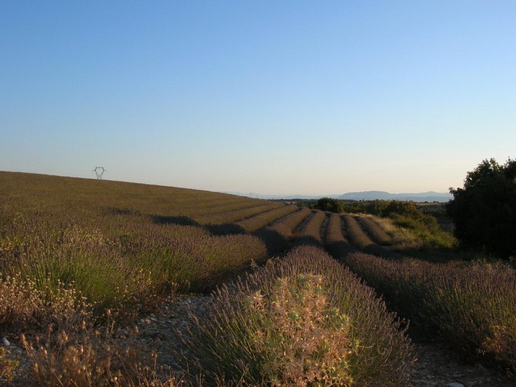 Fonds d'cran Nature Champs - Prairies Lavande