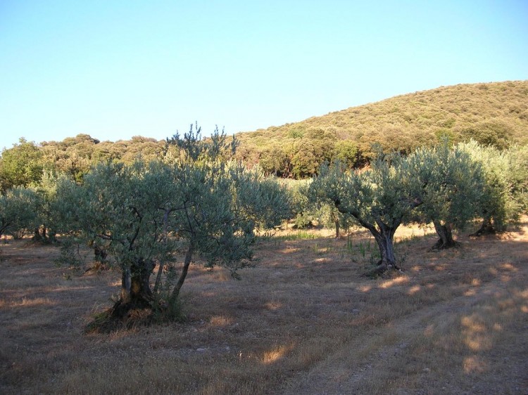 Fonds d'cran Nature Arbres - Forts Oliviers