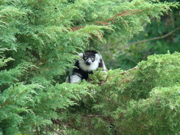 Fonds d'cran Animaux Lmuriens Wallpaper N177456