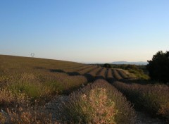 Fonds d'cran Nature Lavande