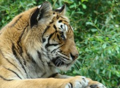 Wallpapers Animals Tigre du zoo de la Boissiere